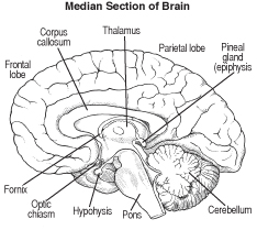 brain